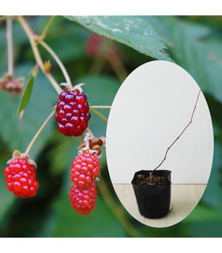 Amazon.co.jp: ラズベリー苗 Tulameen（トゥラミーン）新苗 : DIY